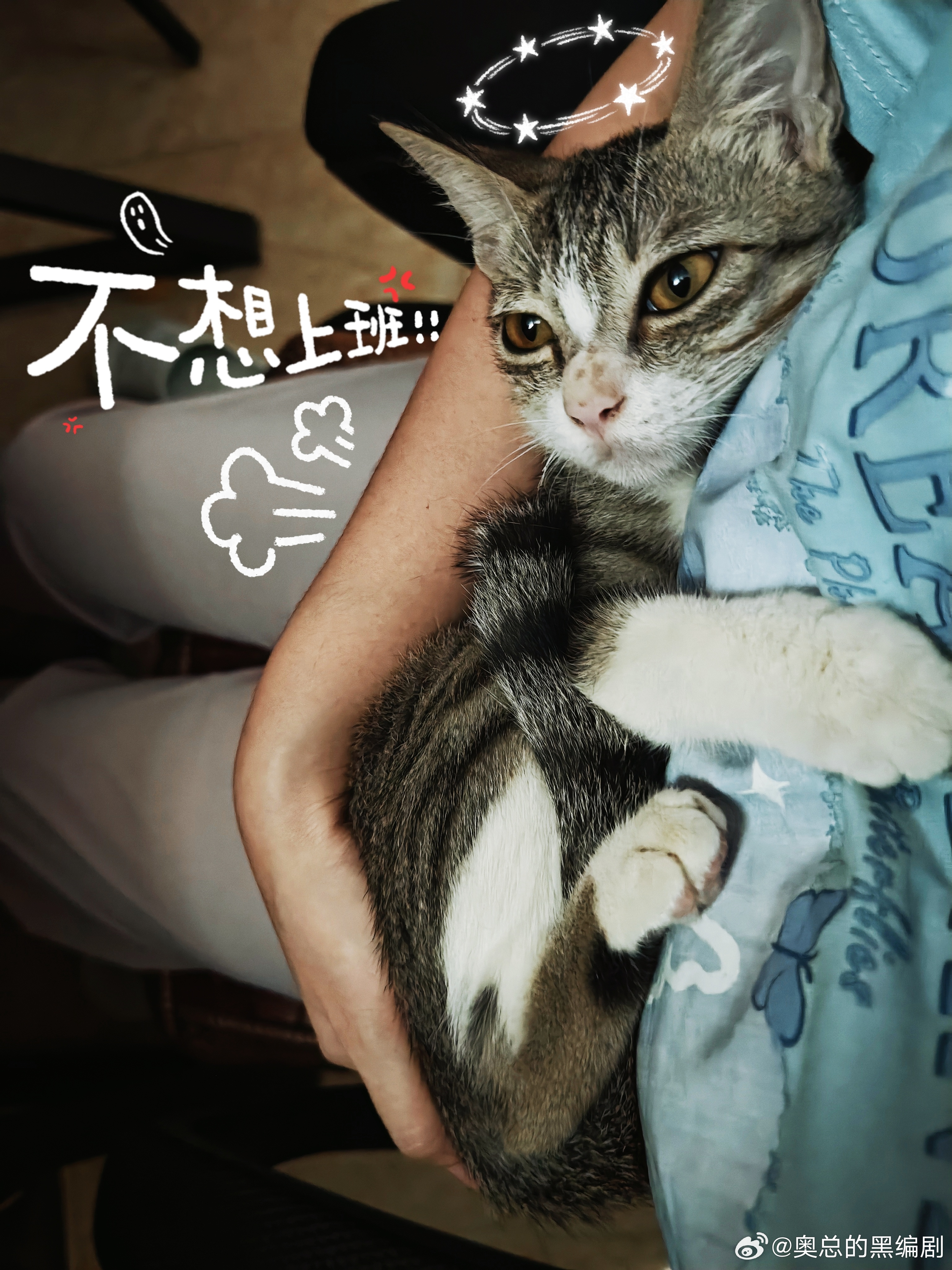 [doge]看它俩的亖样子，真是羡慕～不用上班就有饭吃，有床睡猫猫[超话]猫咪[