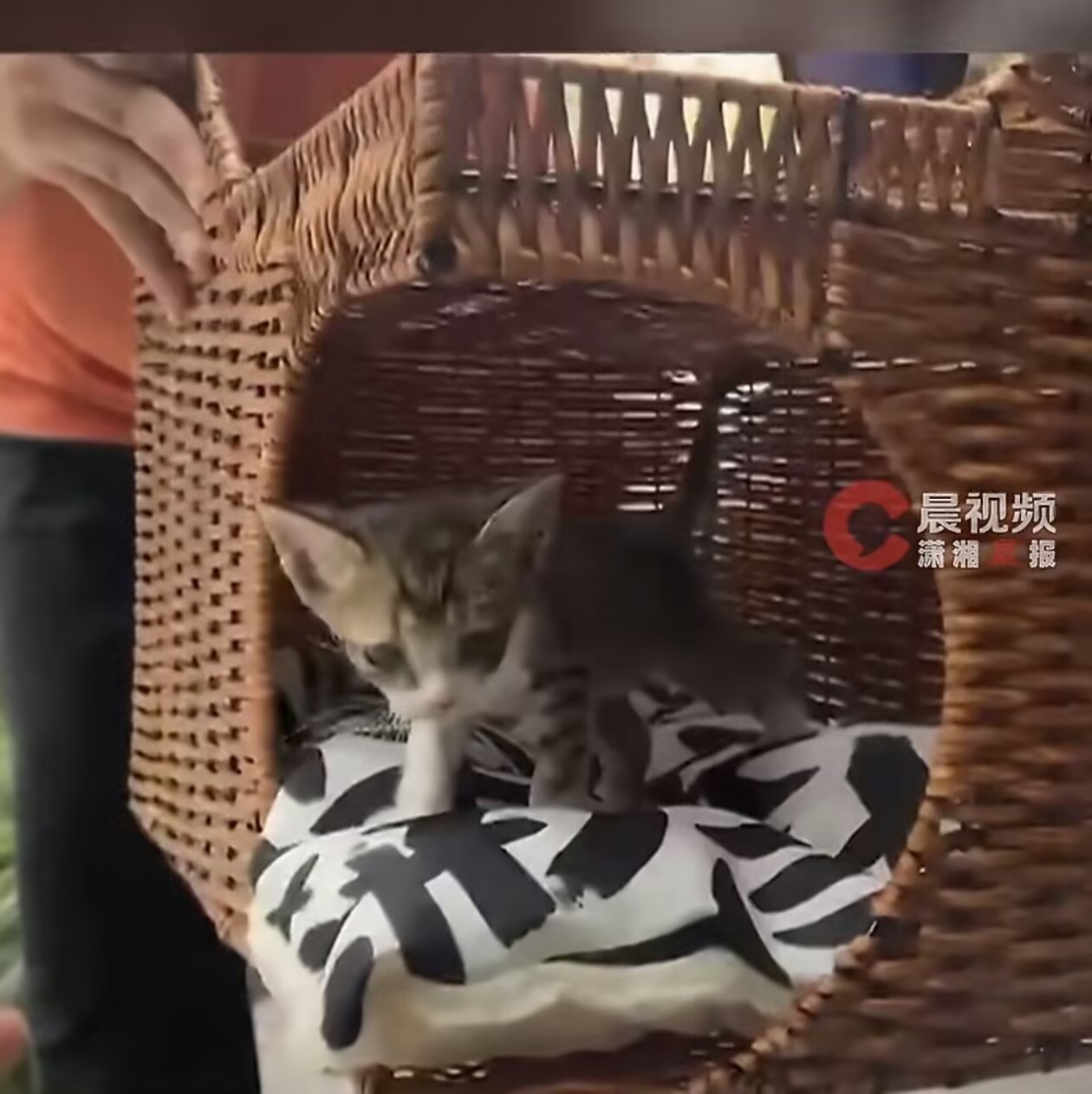 女子买猫窝到货后爬出一只猫事实证明，猫想找你，快递柜都拦不住。自己钻箱子里坐了三