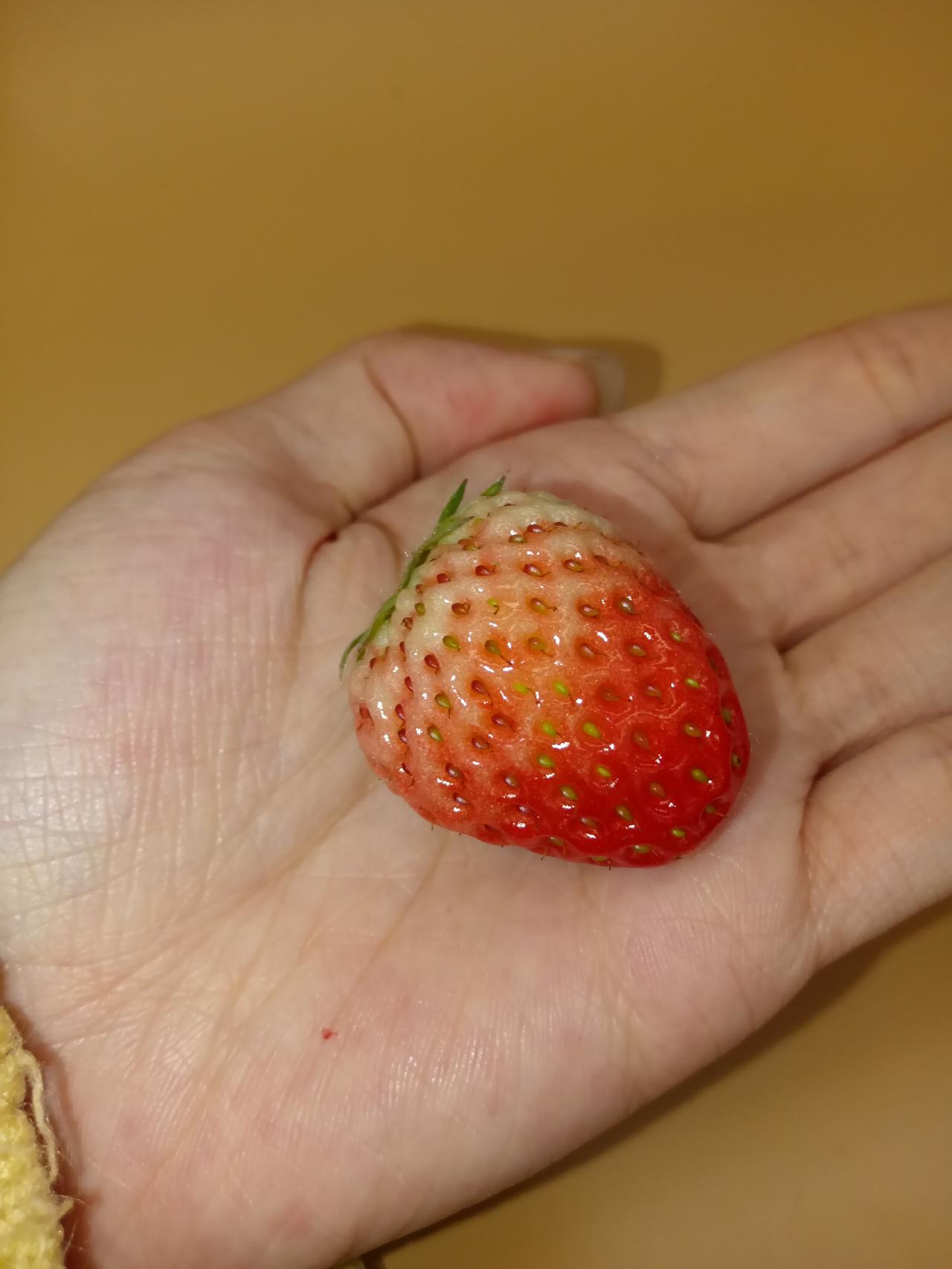 以前：草莓按颗买，一颗3块钱，吃一颗都要数着籽儿吃
现在：草莓论斤买，十几块一大