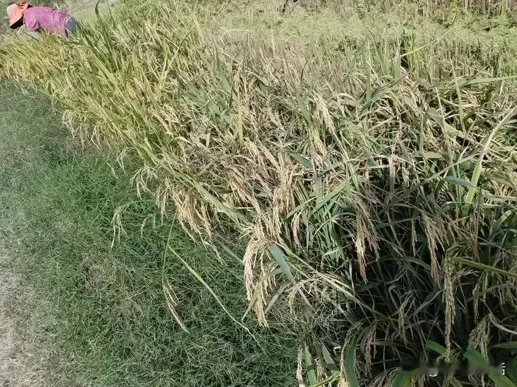 这瓜不会有毒吧？
回老家割稻子，收割机还没来，大家都在路边等。俺老公惊喜的大喊：
