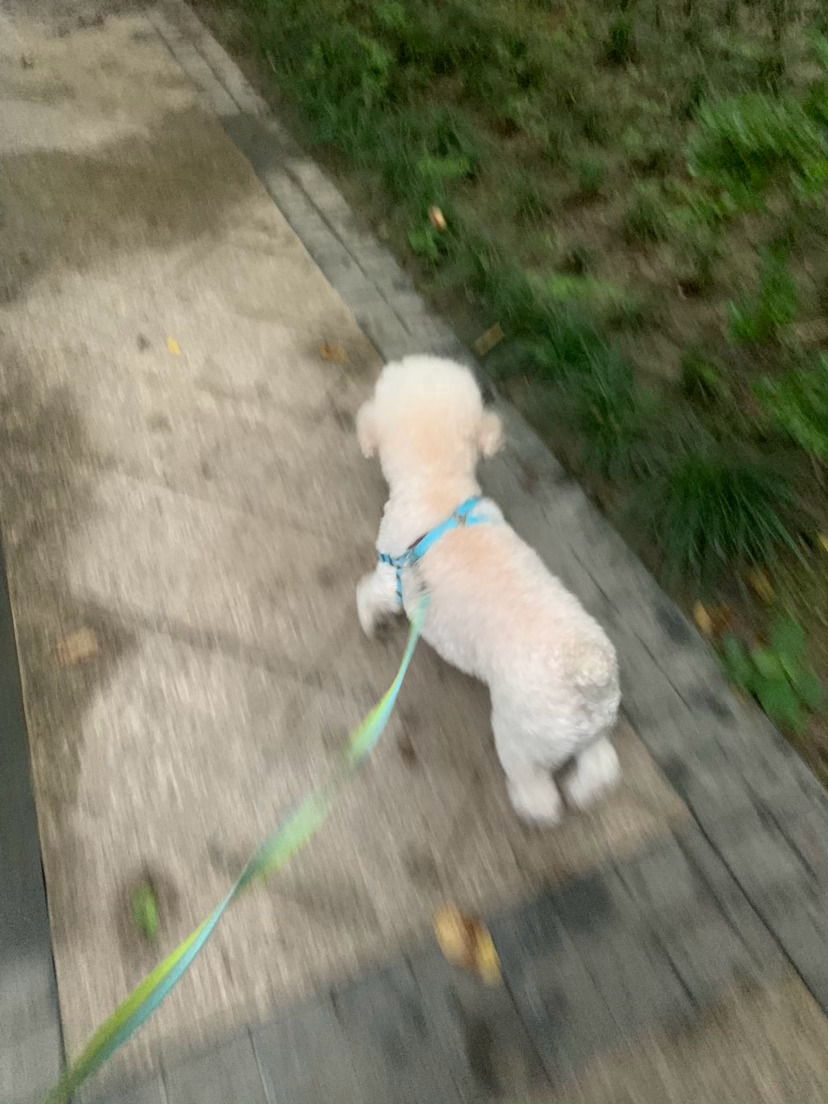 又是雨，唯一的希望是早晚溜达的时候别下，不然就别太大，真的要烦恼了
