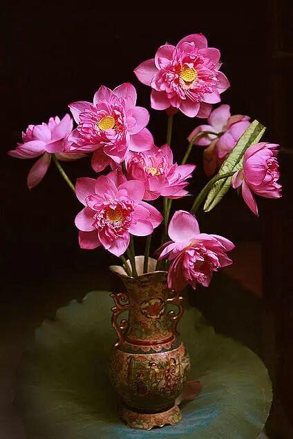 恰似一幅
美丽动人的菏莲花画面拂面而来……
