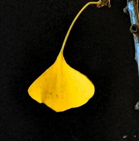 银杏叶，随风舞，漫天飘落黄金雨。
云中望，雾浮复，情思随雁入吴楚！