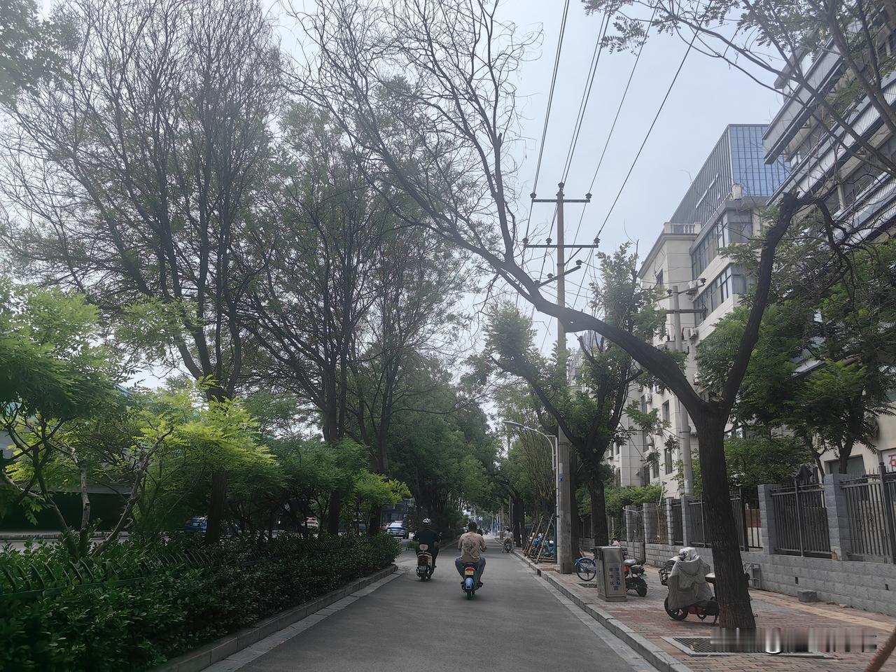 【石家庄槐安路上 为啥这几棵行道树和其他树不一样？】5月19日下午，在石家庄槐安