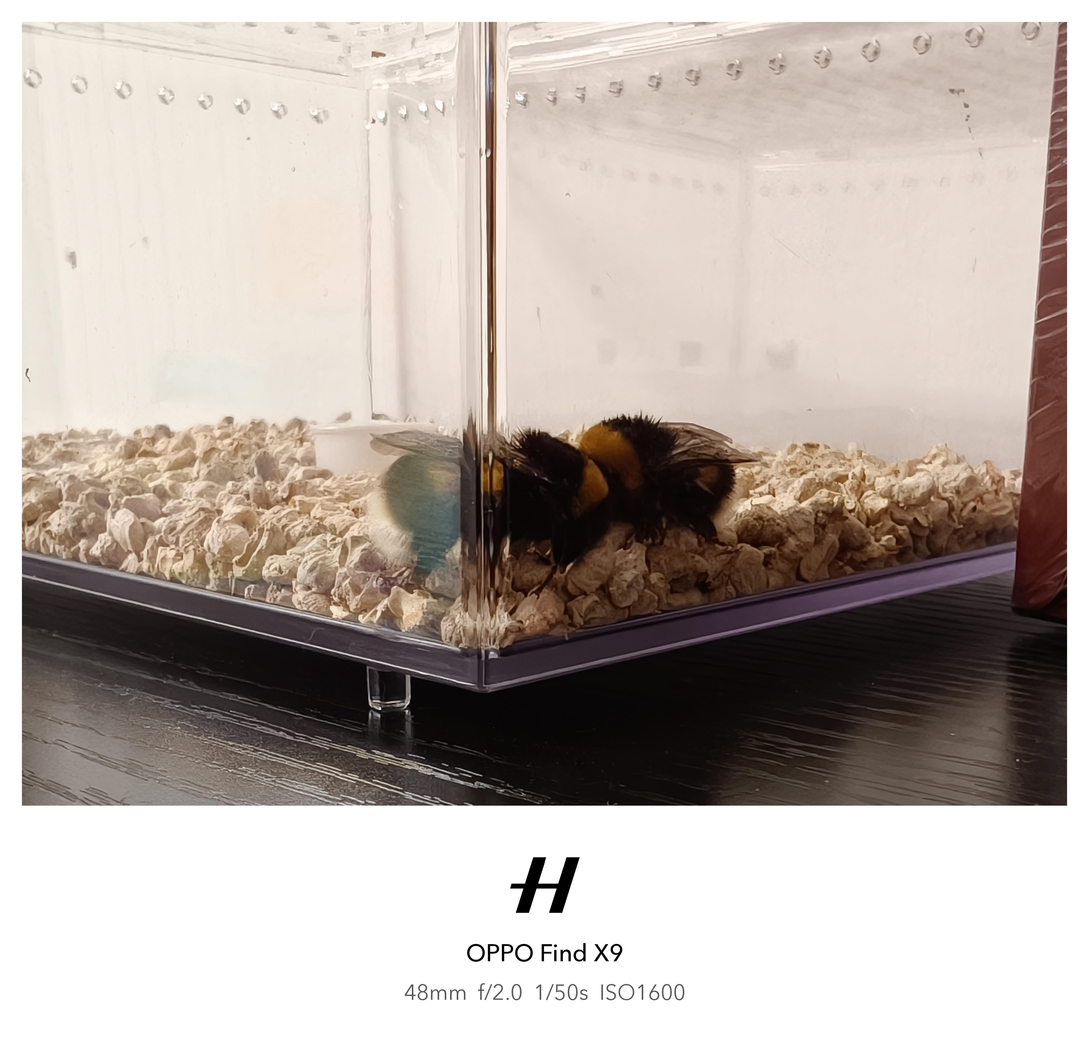 新宠物！熊蜂宝宝🐝🐝我的日常plog