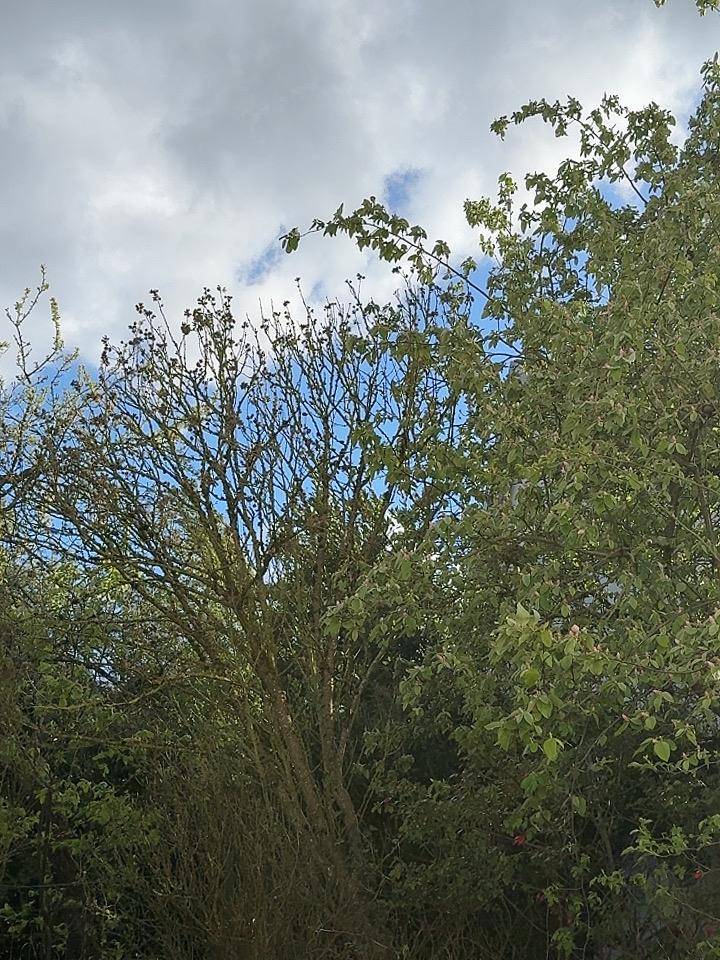 你会如何晒出春日格调？就在庭院里理顺了花开顺序：迎春花-桃花-玉兰花-海棠梨花-