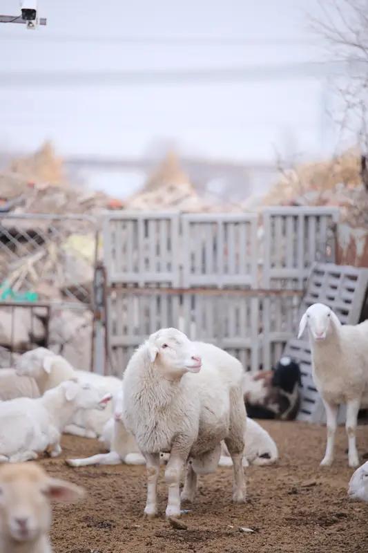 8年枕边人！男子看羊圈监控，撞破妻子与同村人婚外情，财产早已被转移
 
“本想看