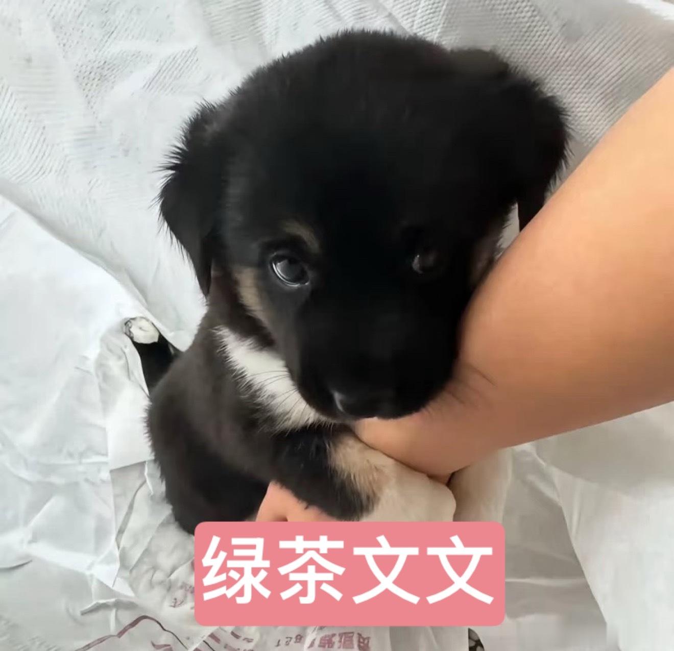 哥哥，你觉得弟弟躺在你怀里时头很重，可弟弟不这么觉得呀，哥哥是我全世界最爱的人，