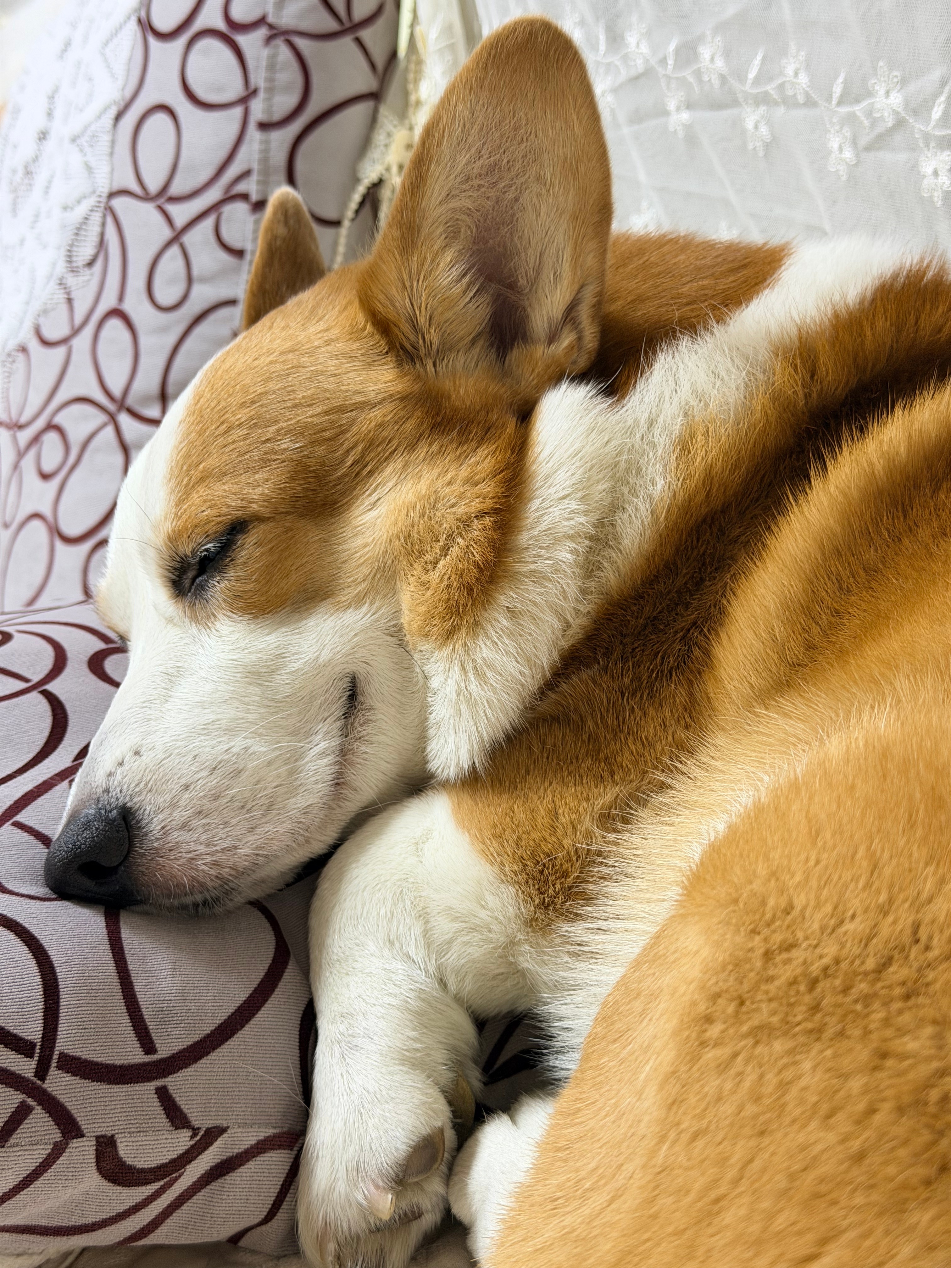 不放炮的时候能睡个安生觉大金子状态电竞大金子