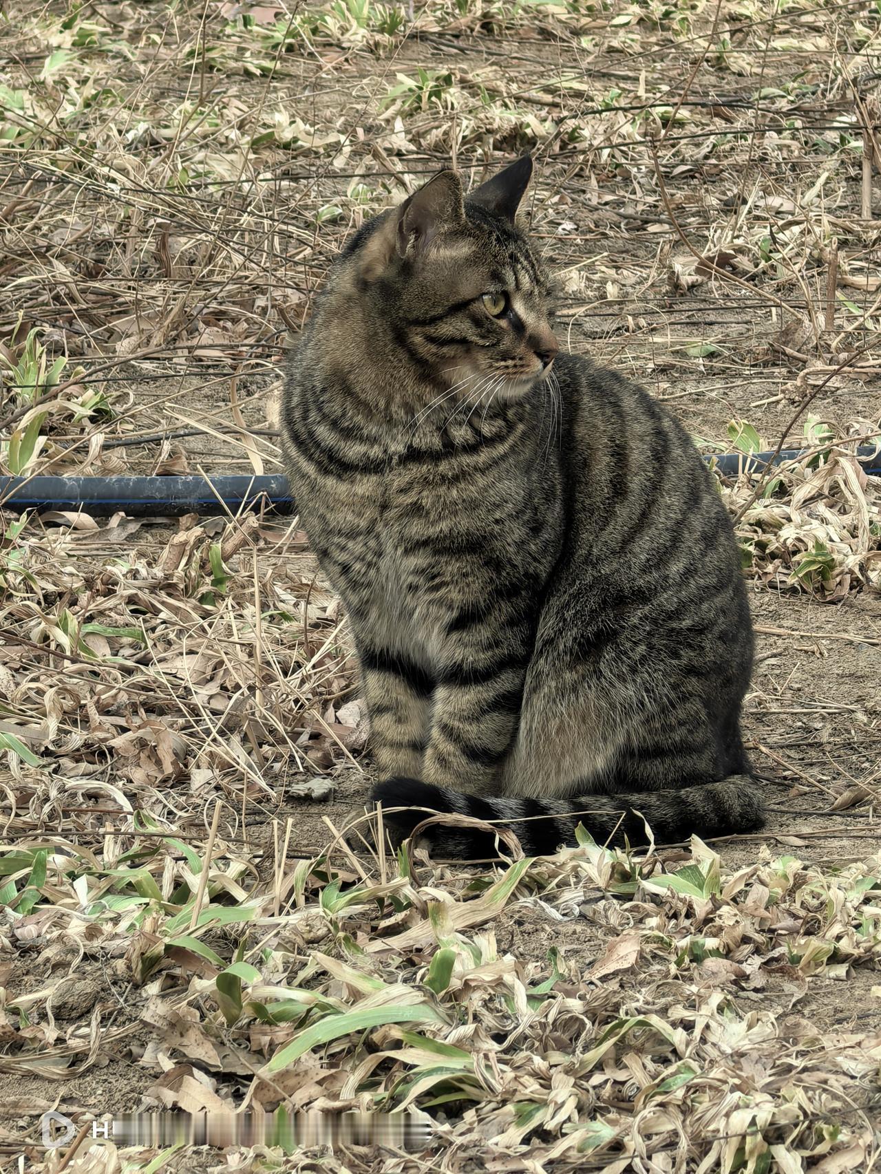 小区里的流浪猫一只比一只肥壮，这里简直成了它们的乐园。有人投喂，有吃有喝，环境优