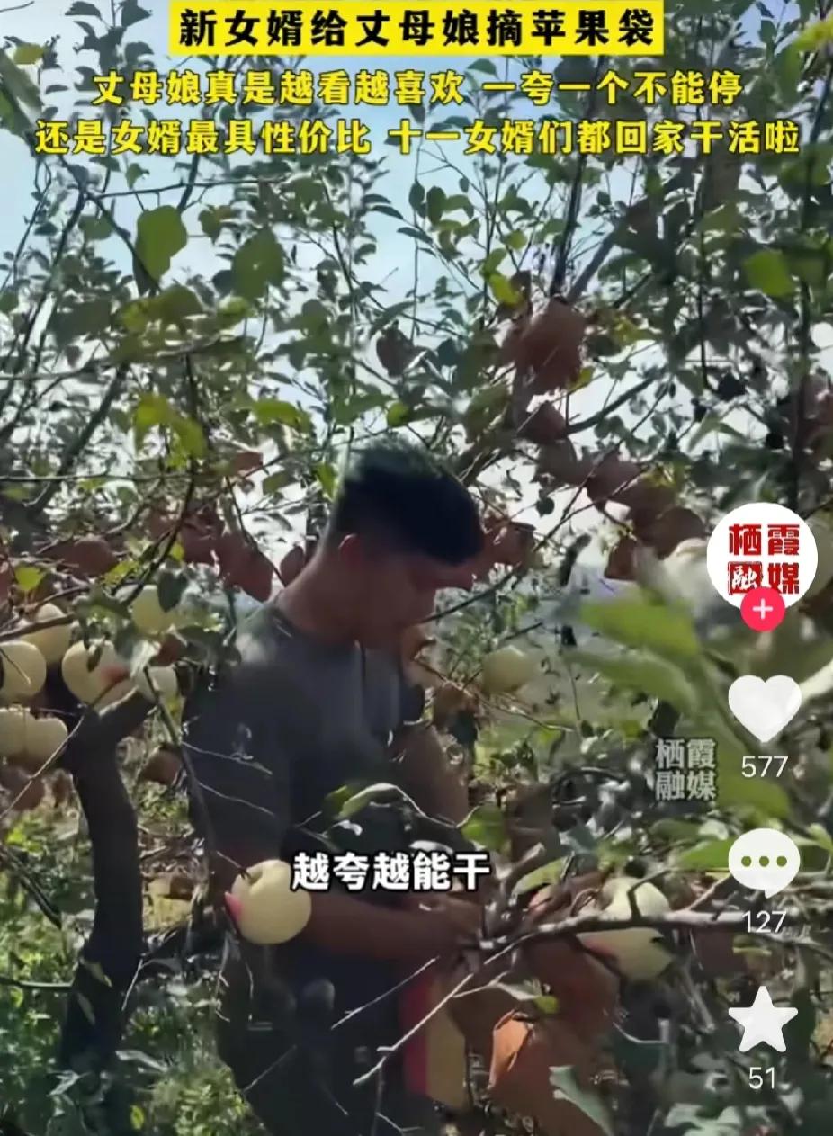 十一假期，对新女婿来说，最高兴的事，就是到丈母娘家，帮助丈母娘摘苹果袋，丈母娘越