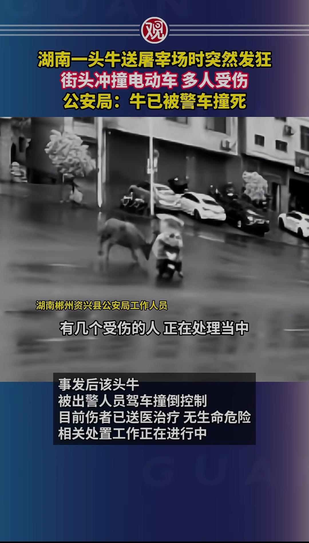 湖南一头牛送屠宰场时突然发狂牛有灵性、为生存发狂 
 
湖南郴州资兴县公安局工作