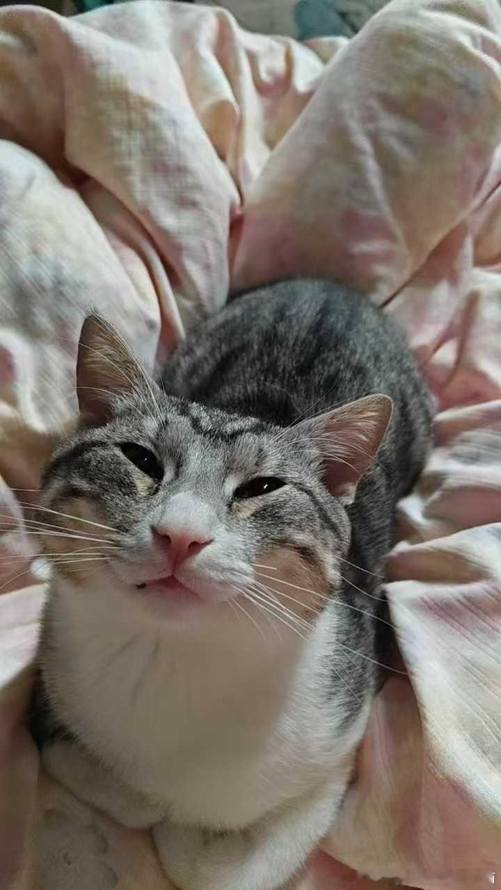 50499【丑猫】是谁家的小可爱鸭 