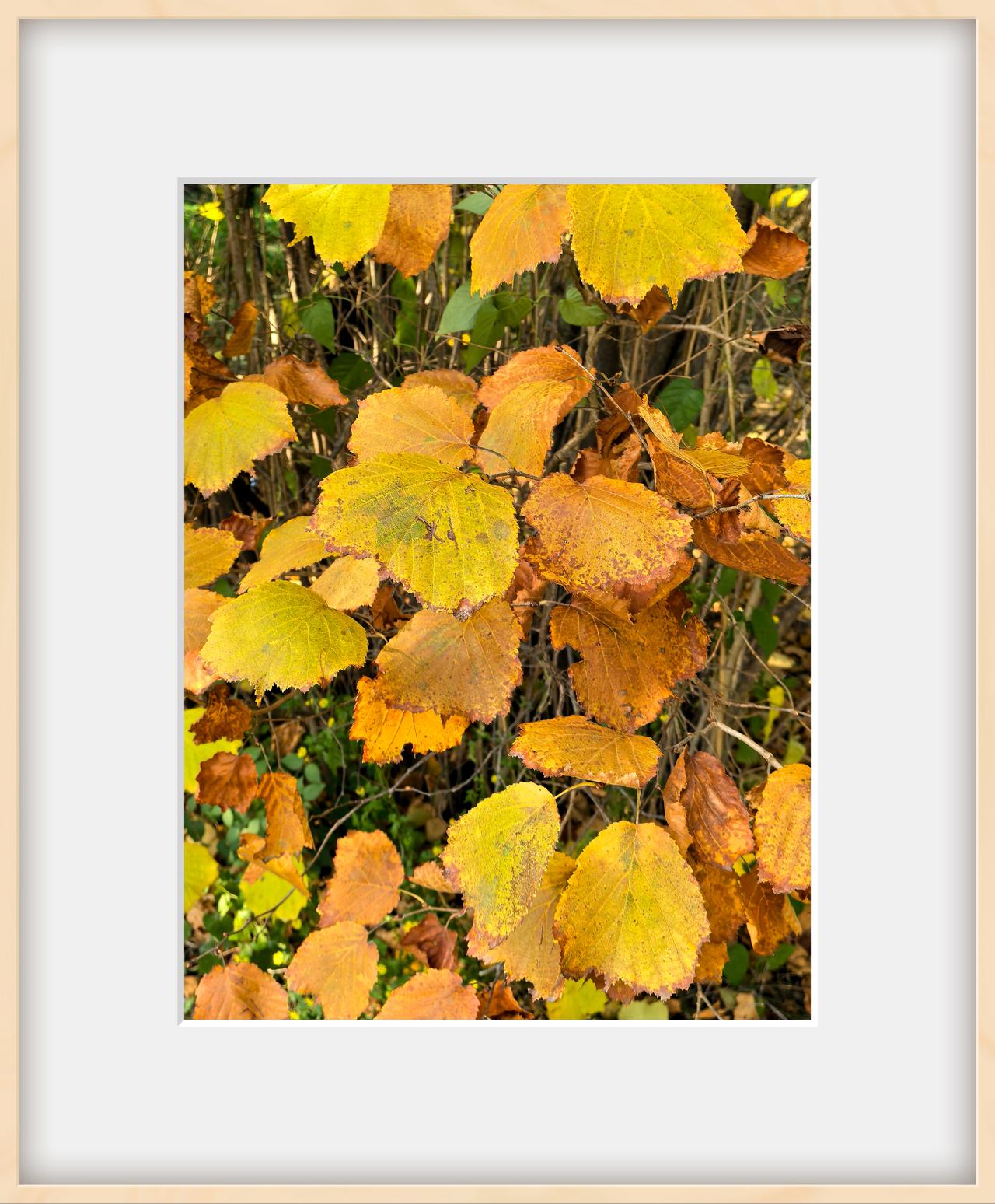 秋天斑驳的叶子就像一幅油画[呲牙][捂脸]