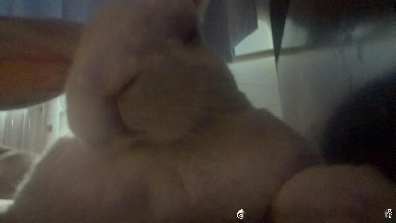 14551🐇【】数学太难了 兔选择闭眼睡觉 