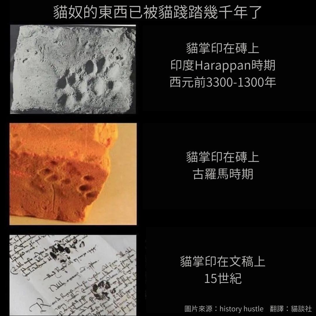 [喵喵] ​​​