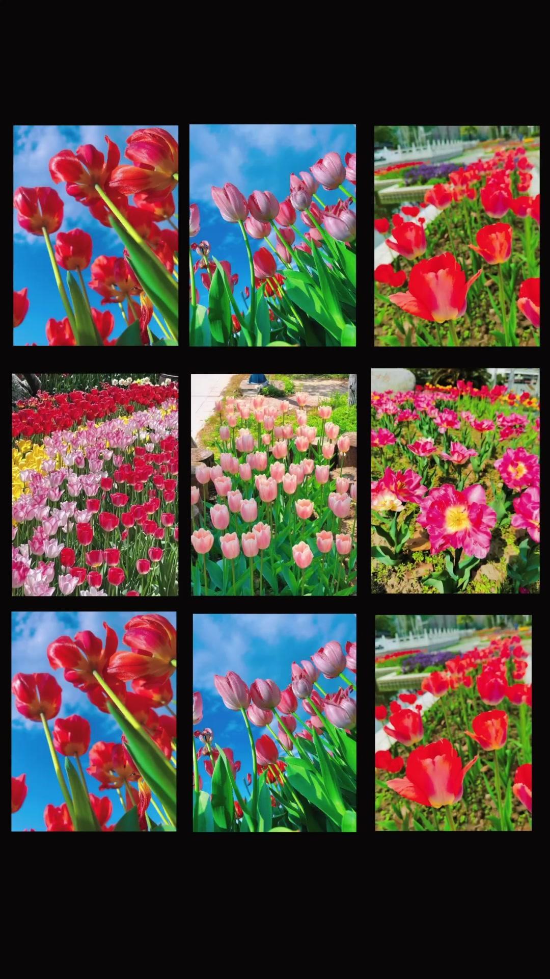 最近被郁金香的美狠狠治愈了！这种花真的太有气质了，花瓣展开像精致的酒杯，颜色从温