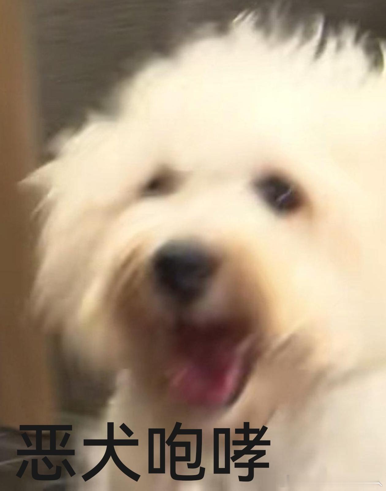 不呆小呆咆哮🐶 