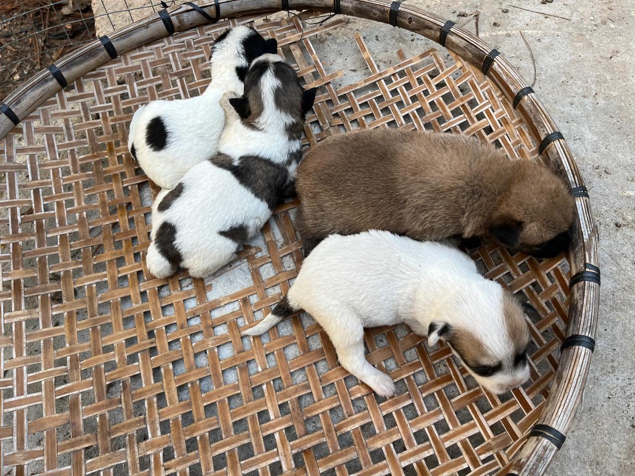 纪录一下狗子们