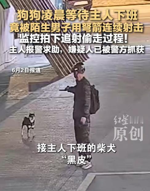 “人怎么能这么坏！”四川，一只狗狗深夜守在路边等主人下班回家，却被一名陌生男子用