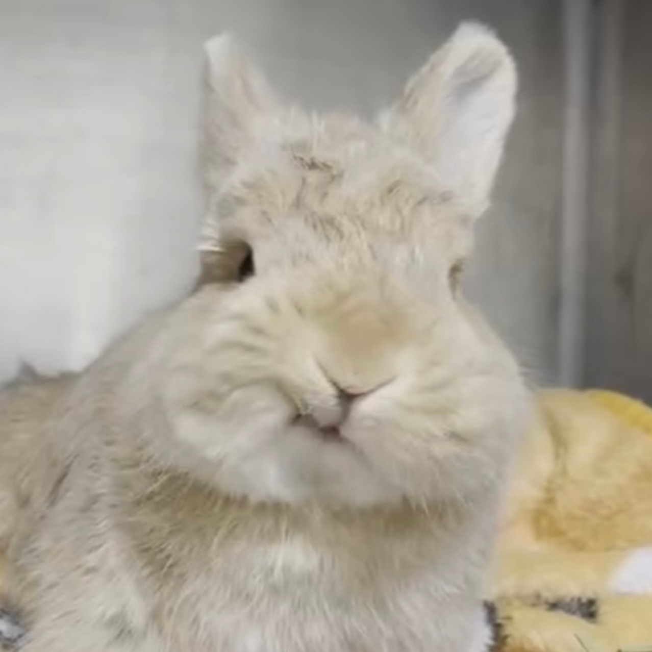 拽拽又萌萌的小霖兔🐰🎀 