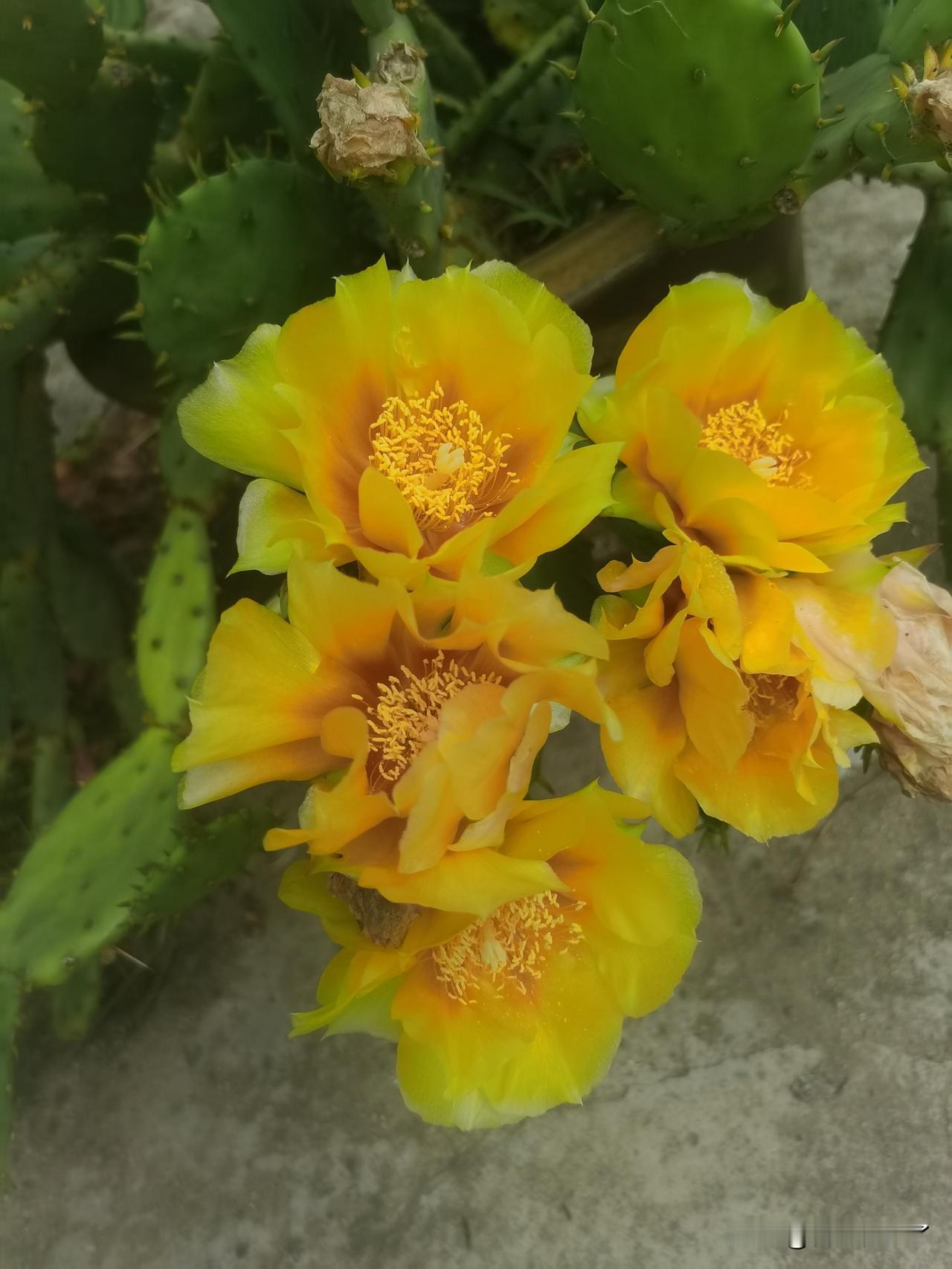 仙人掌开花了，太惊喜了！

楼后的几大盆仙人掌，也不知道放了多长时间了，平时也少