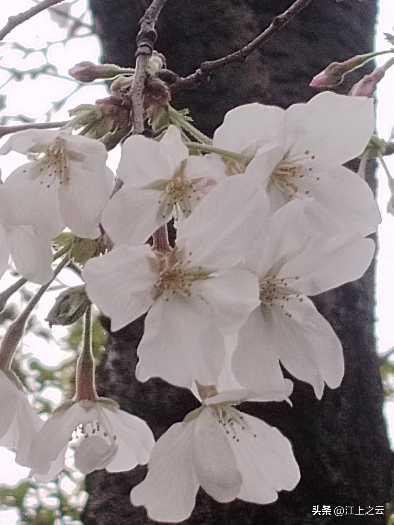 分享一张你拍的樱花照片。白色的樱花，盛开在3月的下旬，其树枝高大，游人只可远观，