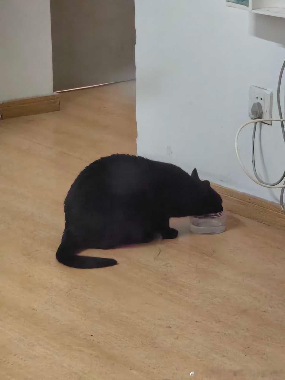 49034【丑猫】这时髦啊？ 