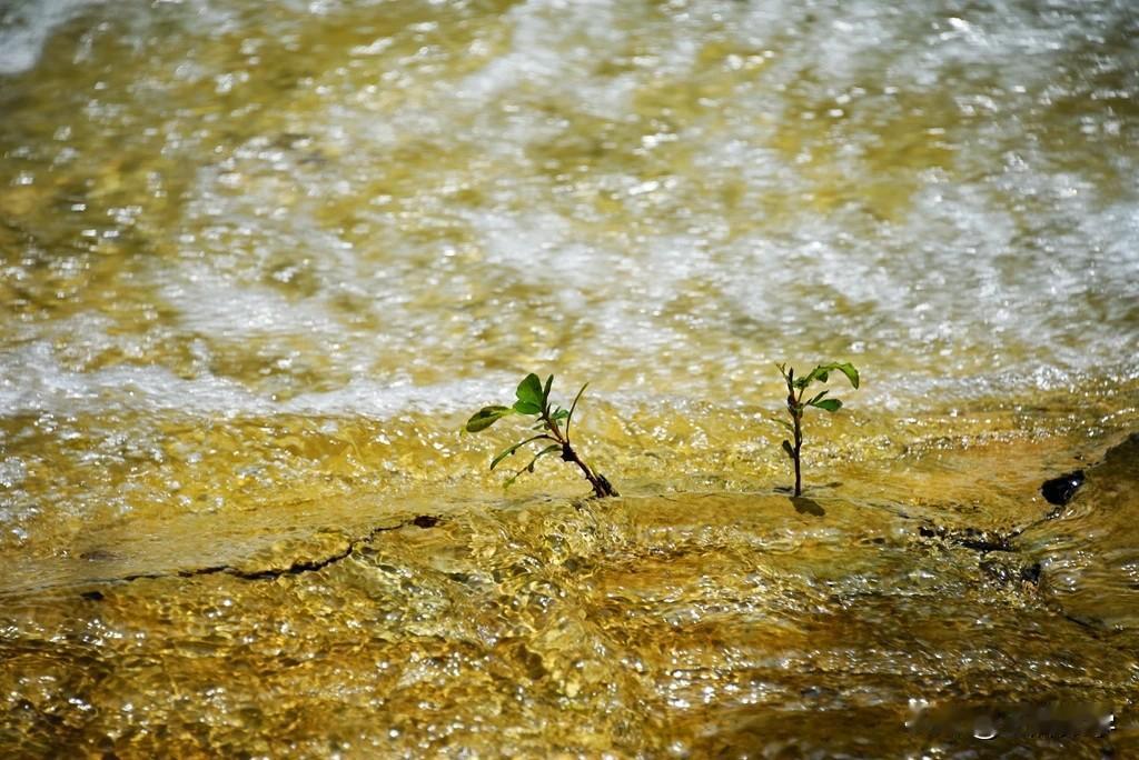 所有的数学技巧、解题能力和计算本领都是反本能的。它并非与生俱来，而是要依靠后天的