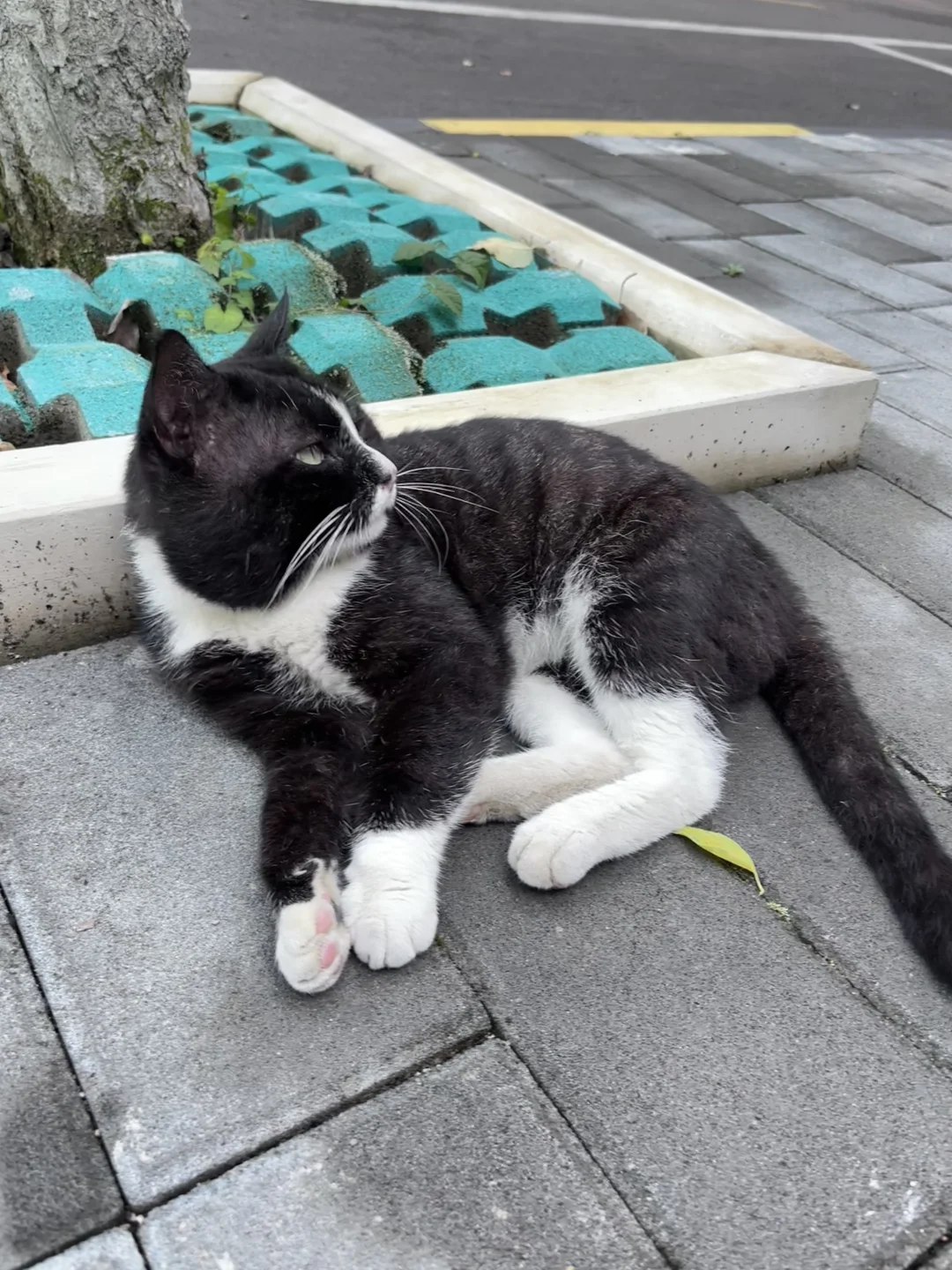 路上偶遇一只拽猫🐱