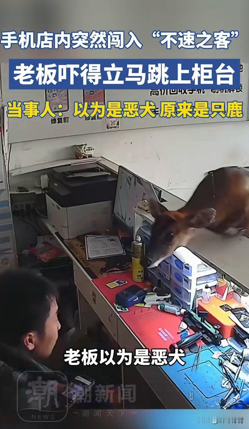 四川大凉山的兰先生居然被鹿给攻击了，他坐在自己的手机店里刷短视频，
正看热舞起劲