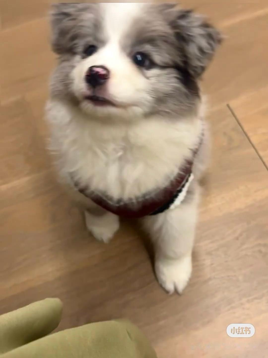 老哥顺毛时，老哥背头时 