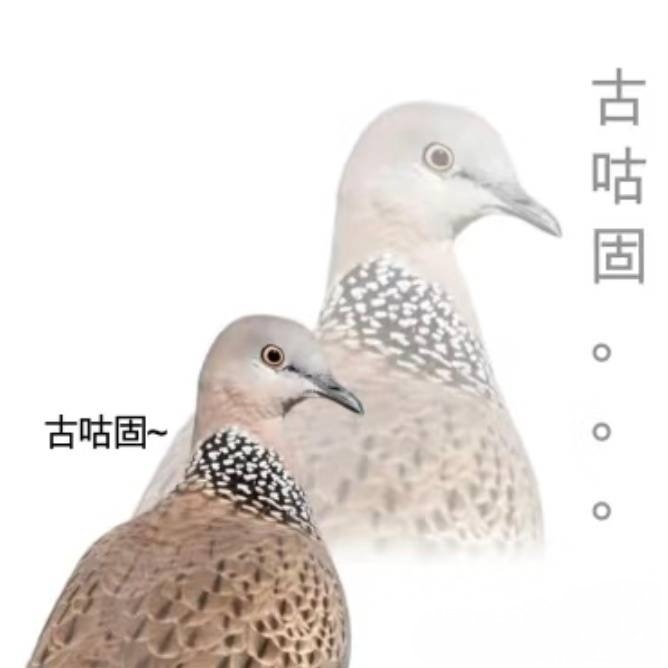 5106【咕谷顾】老公们求鸠子，珠颈斑鸠表情包[悲伤]春日放个疯 ​​​