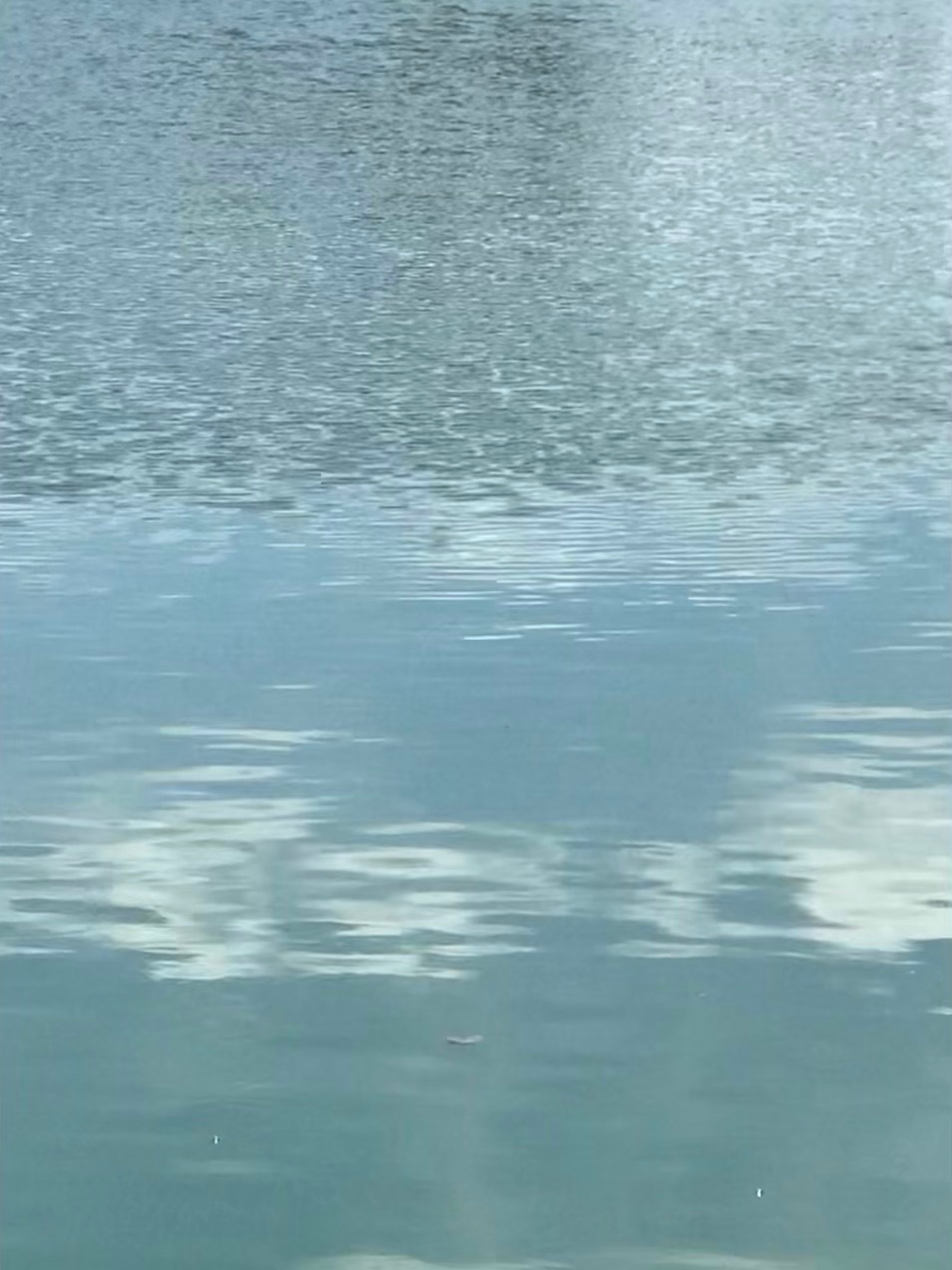 家旁边的小池塘 