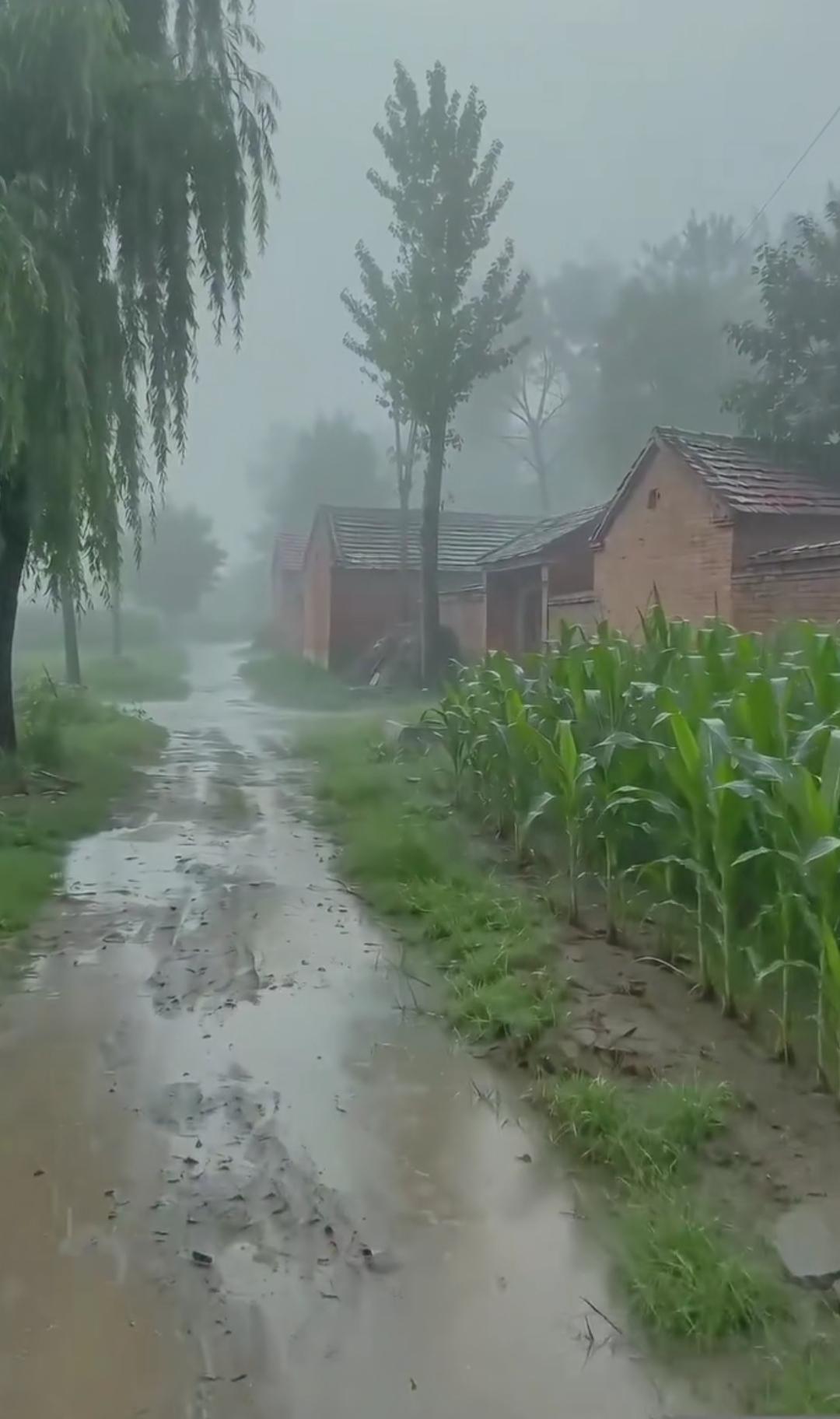 下雨天，乡村小路泥泞难走。1997年过去了，我很怀念它。山东鲁西南农村，看到你老