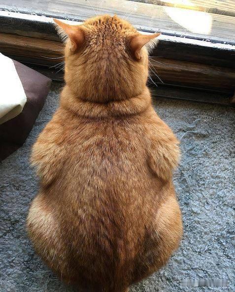 原来我是养了只火鸡，我以为是猫