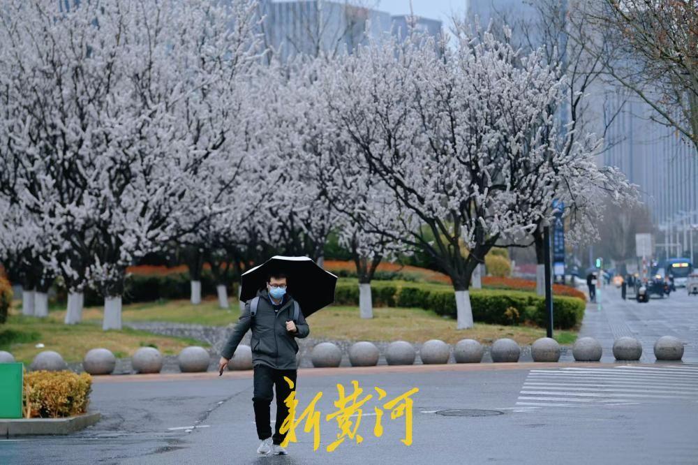 春雨润杏花，花瓣满地令人陶醉！3月18日清晨，泉城春雨绵绵，经十路万象城旁的杏花