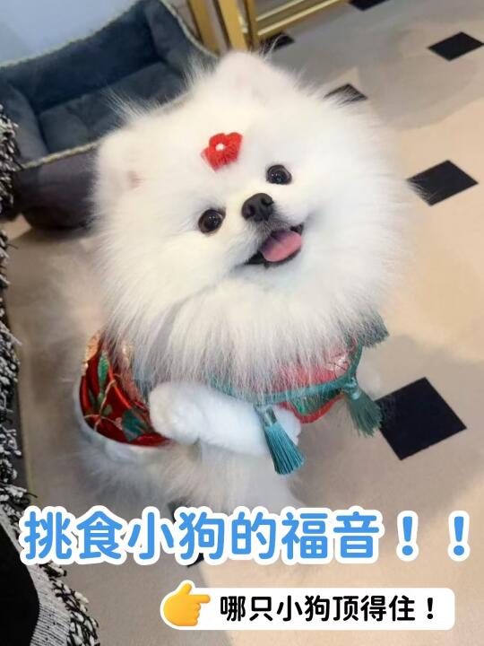 挑嘴小狗也爱干饭！伯纳天纯yyds！