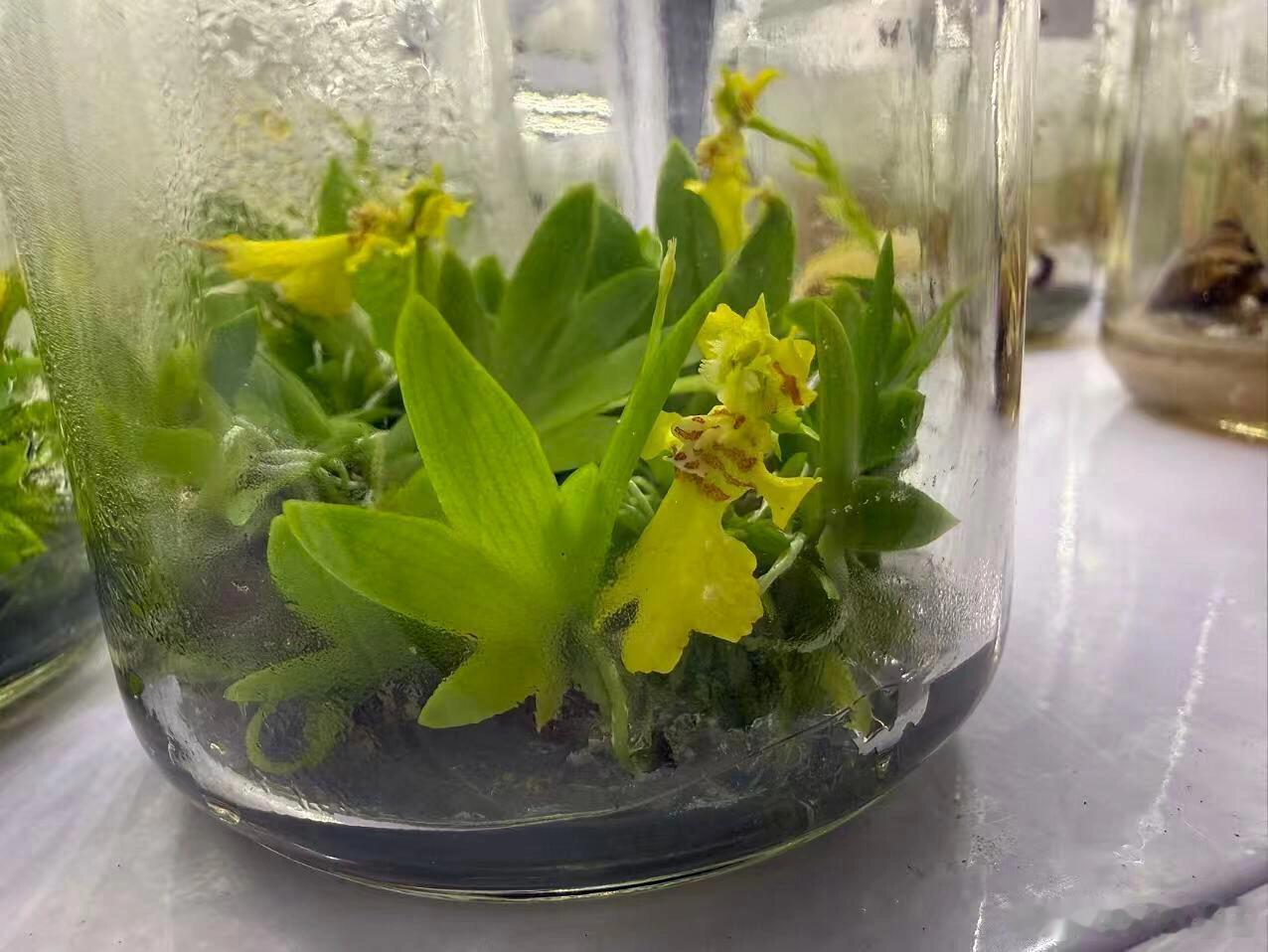 来自龚俊粉丝的公益反馈俊味仙跟着龚俊的脚步，一边为西藏吉隆泥石流灾区筹集善款，一