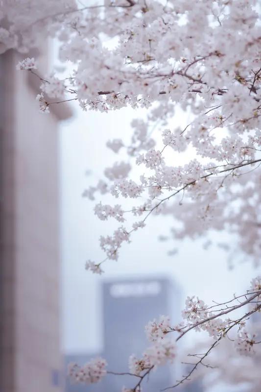 樱花季到啦，打卡樱花氛围正当时！宝山区永乐路是个绝佳去处，近千米道路被粉白花海环