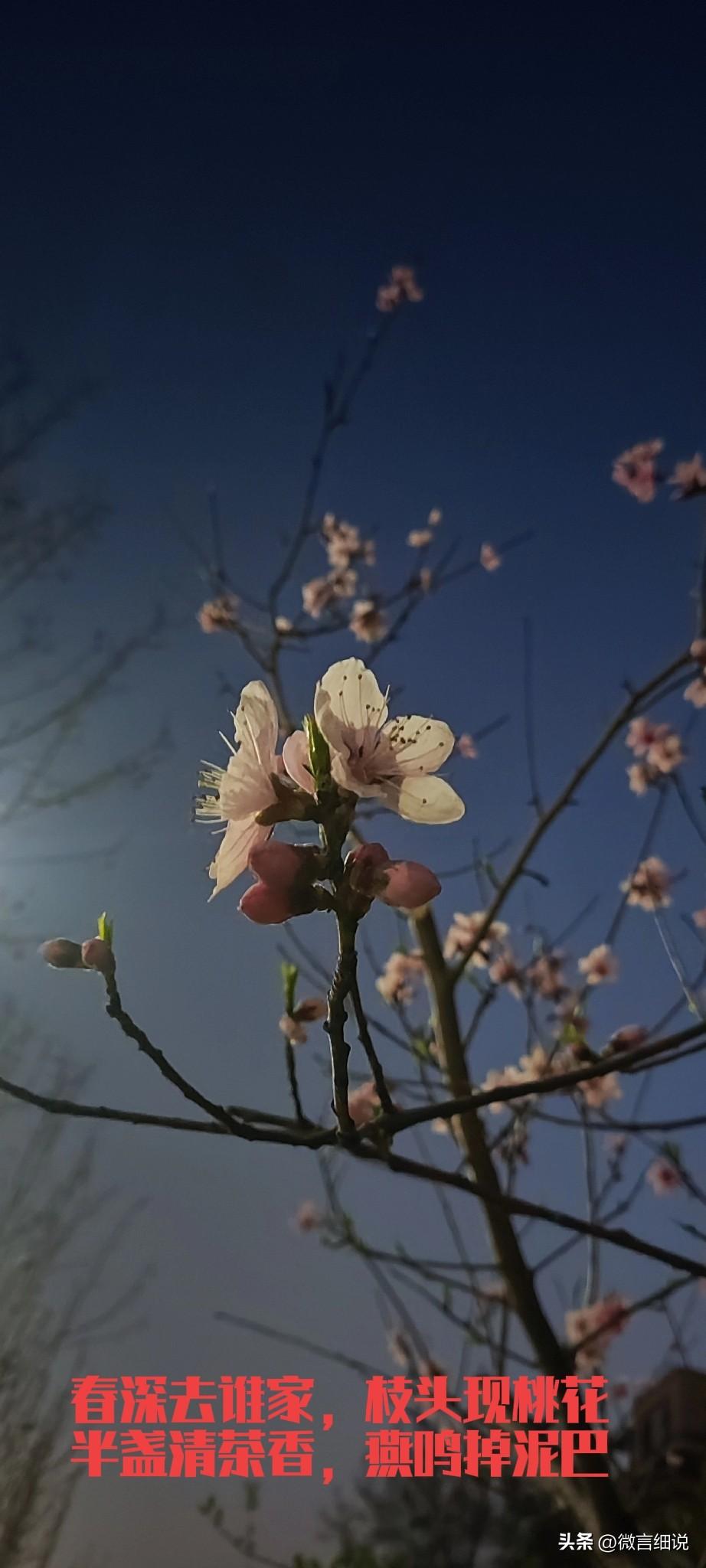 春深去谁家，枝头现桃花。
半盏清茶香，燕鸣掉泥巴。