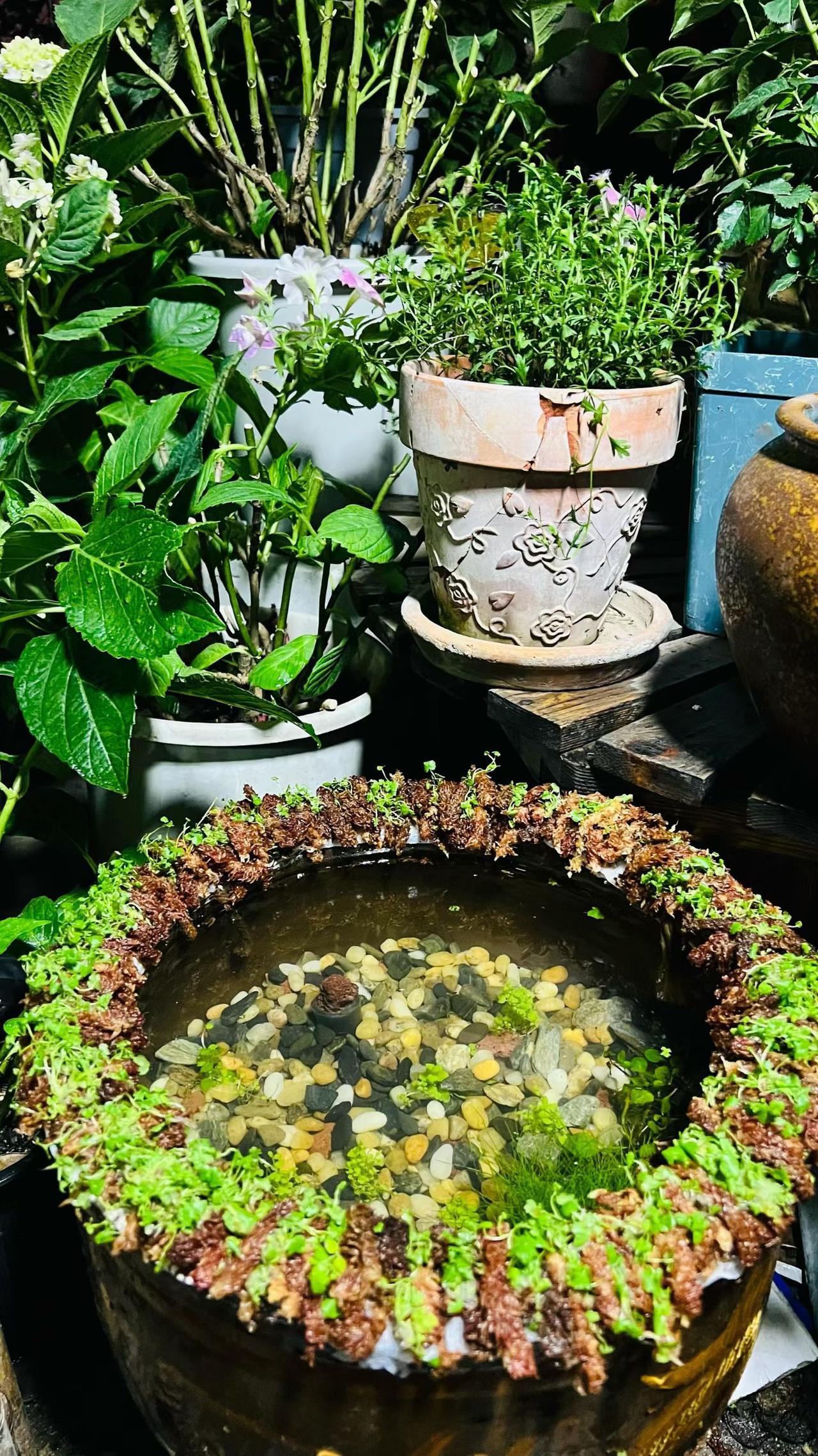 关于爱。到了我这个岁数，再聊这个话题，好像有点那个，至于有点哪个，也说不清楚，反