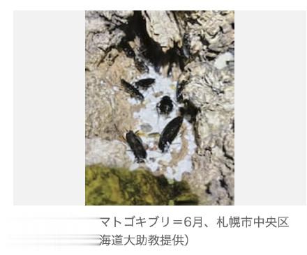 北海道遭遇蟑螂入侵