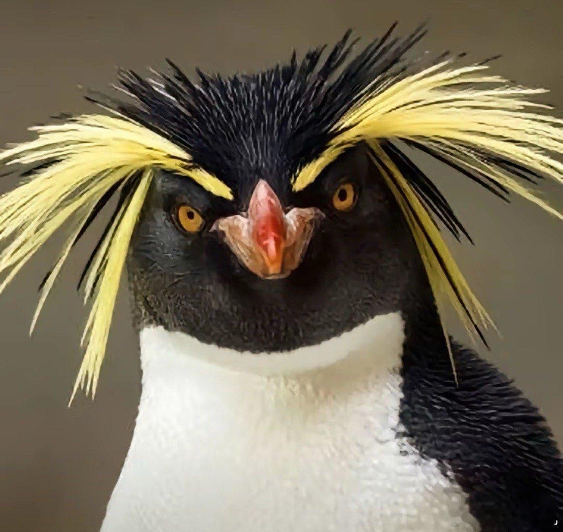 西村力的cody就让他这样闪耀SBS 