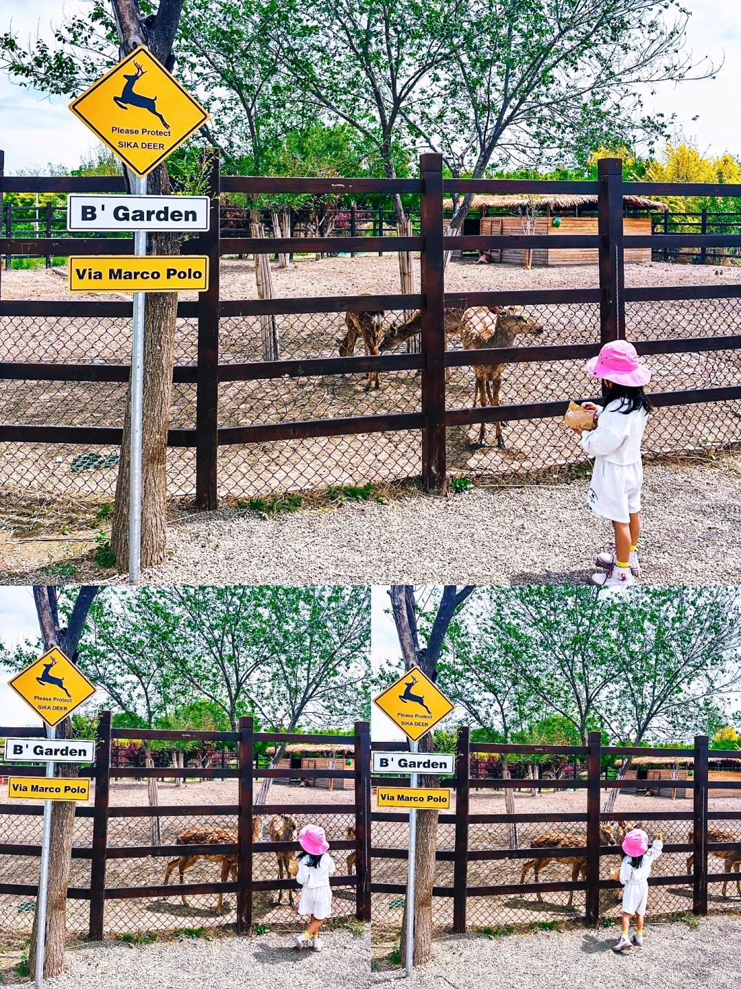 抽空带娃去了趟天津的“新西兰”农场...