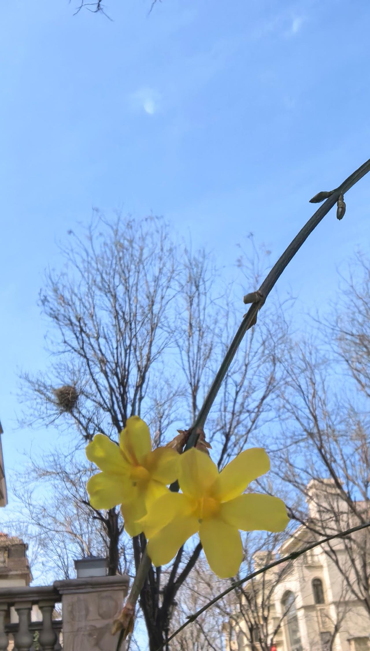 202601。家里的第一株迎春花。