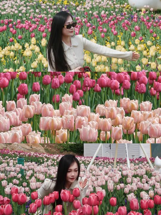 徐州乐园超美春天🌷 掉入郁金香花海