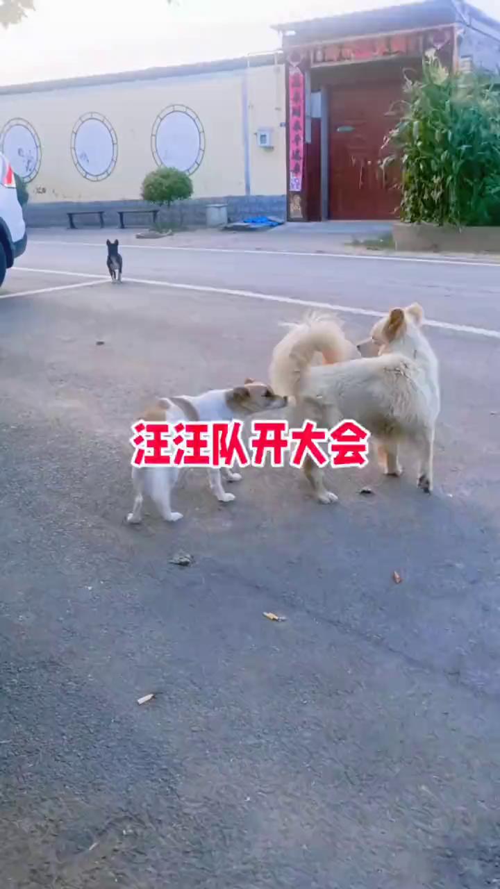 汪汪队开大会。
汪汪队开大会。