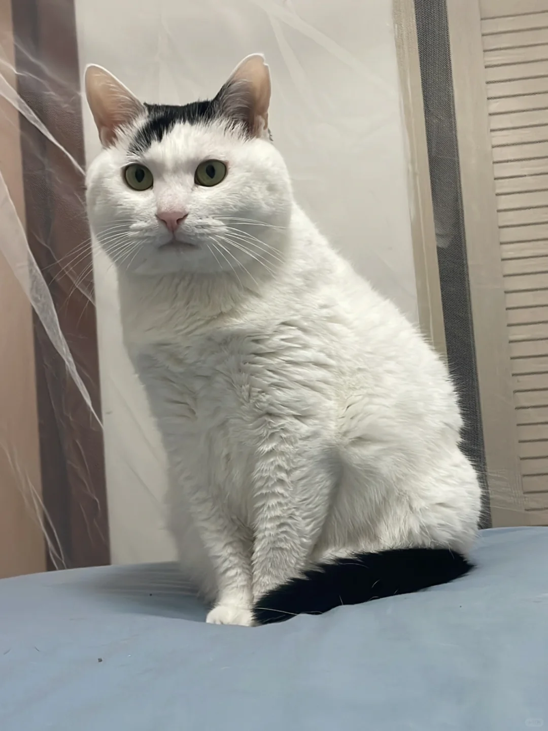 大脸盘子是男猫最好的嫁妆