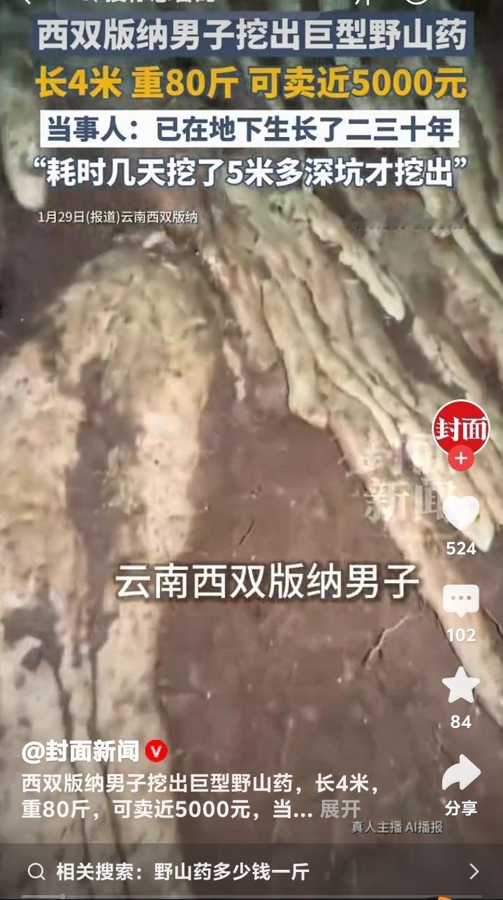 云南西双版纳深山惊现“山药精王”！4米长80斤重，挖5米深坑耗时4天，网友炸锅：